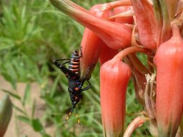 Aloe cooperi flowers and heavy guest